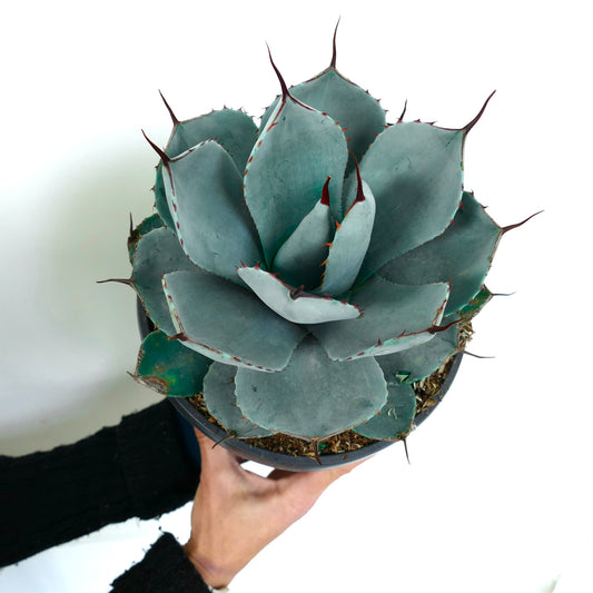 Agave parryi succulent with thick blue-gray leaves and prominent reddish-brown spines