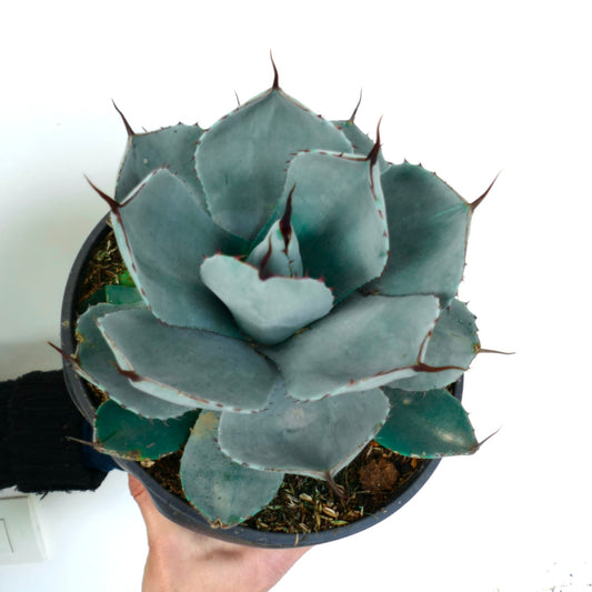 厚くて青灰色の葉と目立つ濃いトゲを持つアガベ・パリーイの多肉植物(鉢植え)