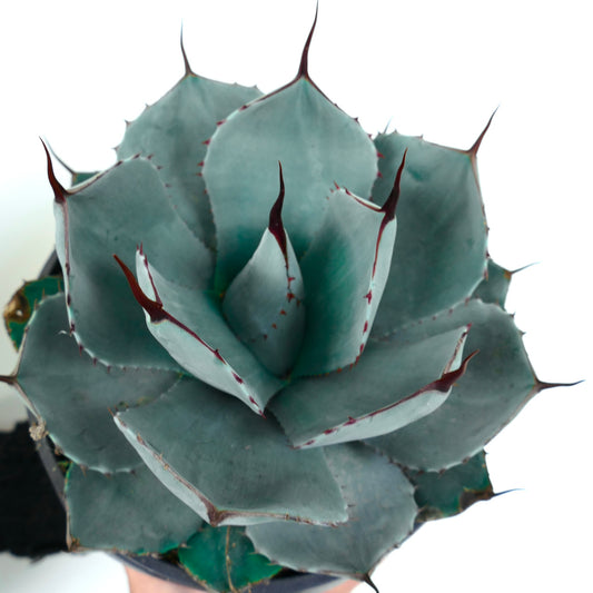 Agave parryi succulent with thick blue-gray leaves and prominent dark spines