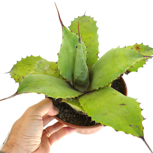 Agave parryii succulent with broad green leaves and prominent brown spines in pot