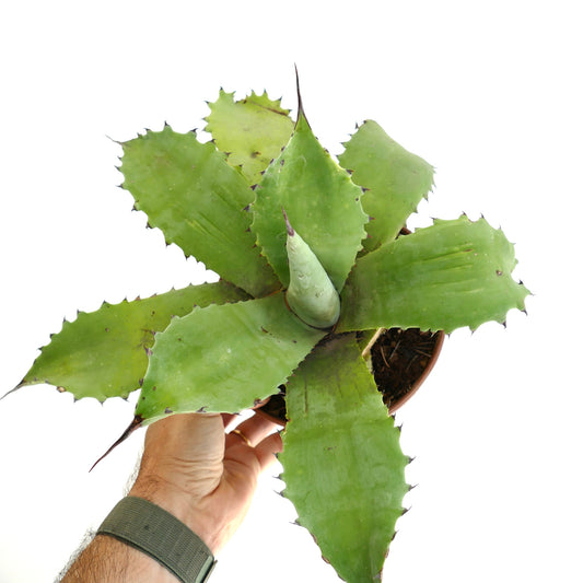Agave parryii x agave sp. cv 'BECKY' STRONG GREEN succulent with broad spiny green leaves in pot