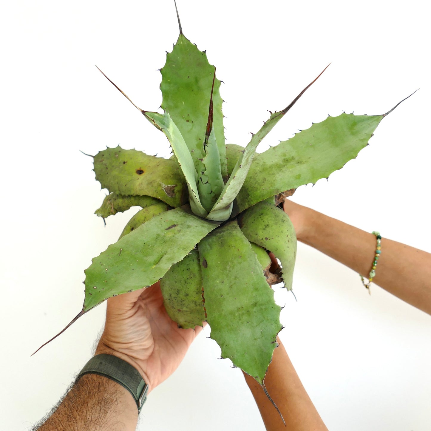 Agave parryii x utahensis eborispina succulent with broad green leaves and long sharp spines