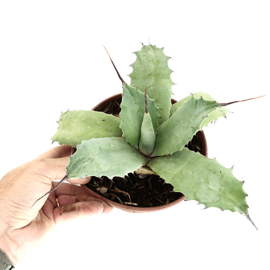 Agave parryii x utahensis x cerulata succulent with broad blue-green leaves and sharp spines