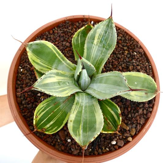 Succulenta Agave parryi truncata con foglie variegate ampie e spine appuntite rossastre in vaso