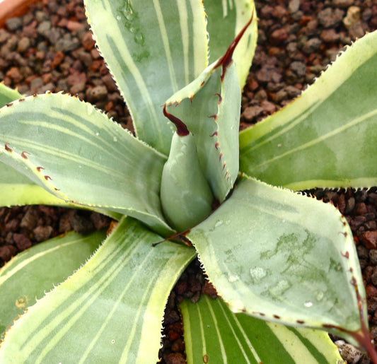 Agave parryi var. truncata Sukkulente mit breiten, buntlaubigen Blättern und rötlichen Stacheln