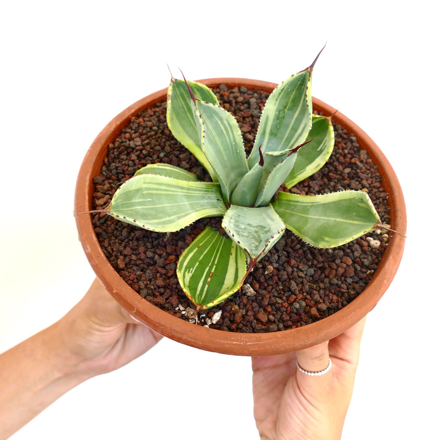 アガベ・パリーイ・バリアント・トレンカタ 多彩な葉と鋭いトゲを持つ多肉植物、テラコッタ鉢仕立て