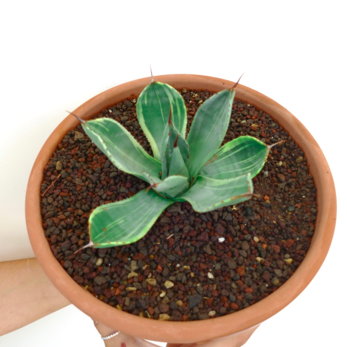 ブロードな斑入りの葉と鋭い棘を持つアガベ・パリー・バリエガタ・トランカータの多肉植物、テラコッタ鉢植え