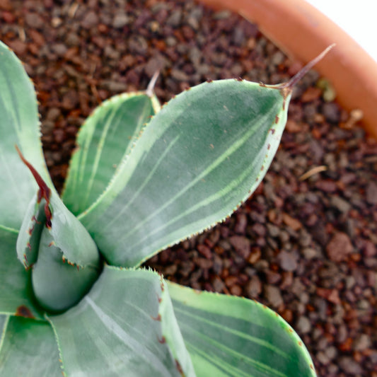 Agave parryi var. truncata succulent with thick blue-green leaves and sharp brown spines