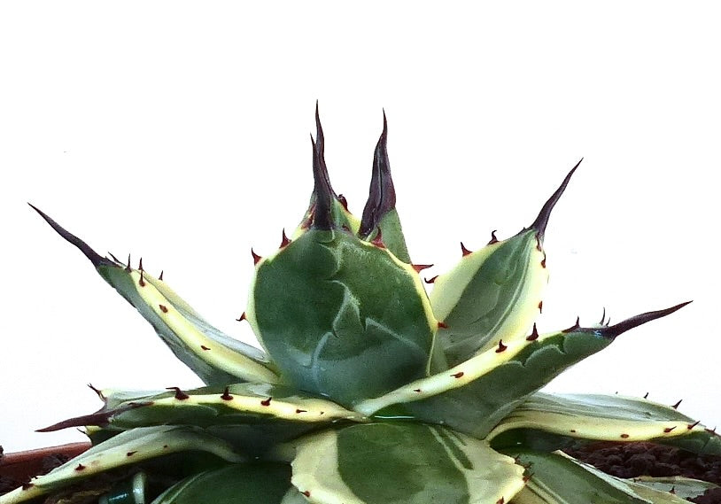 Agave parryi var huachucensis succulent with variegated leaves and sharp dark spines