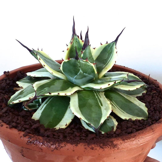 Agave parryi var huachucensis succulent with variegated green and cream leaves and dark spines