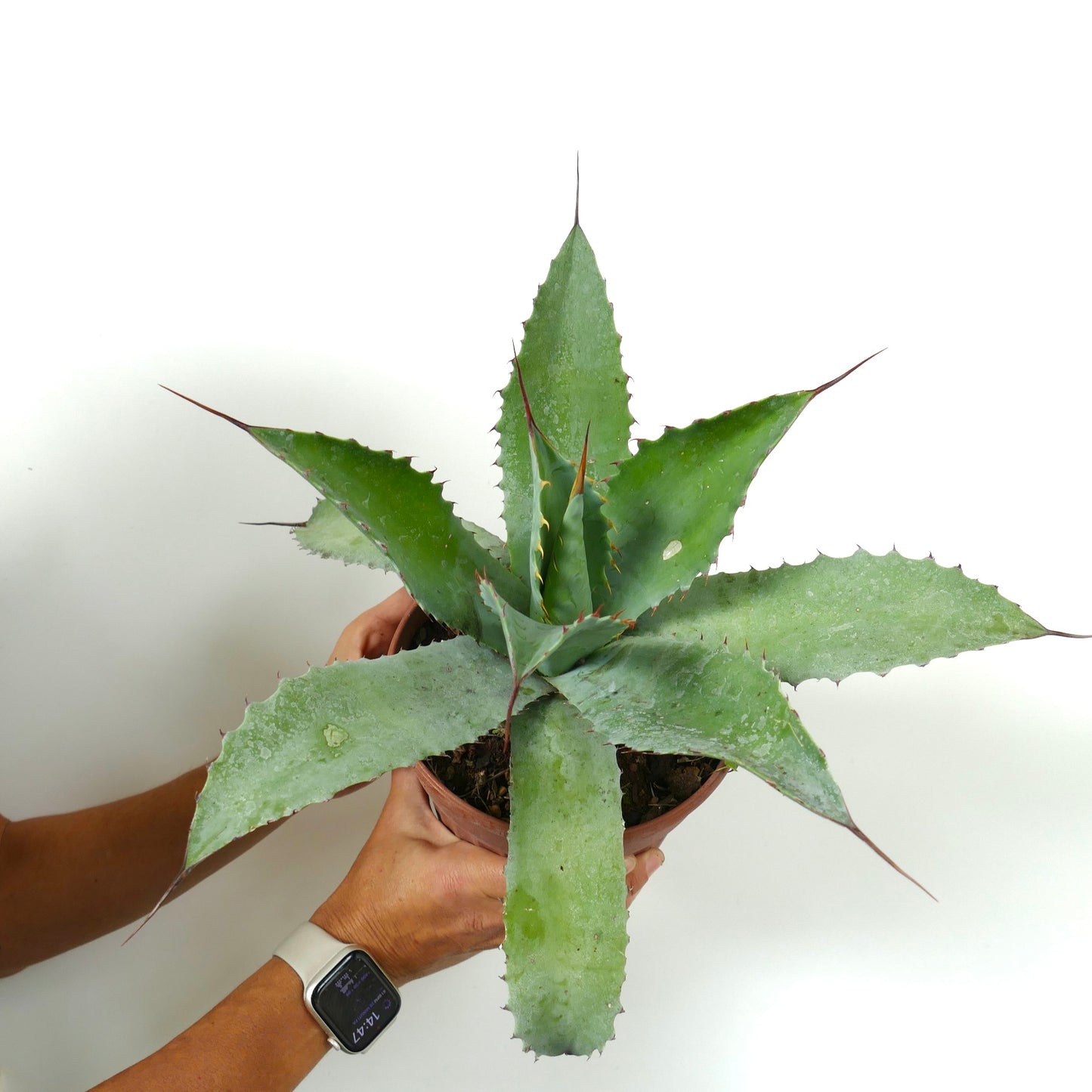 Agave parvidentata X Agave ovatifolia X Agave parrasana succulent with broad spiny green leaves