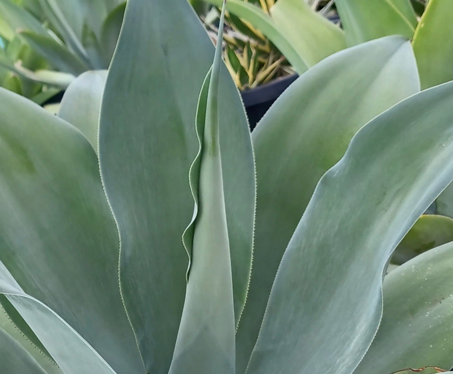 Agave pedunculifera succulent with smooth, broad blue-green leaves and wavy edges