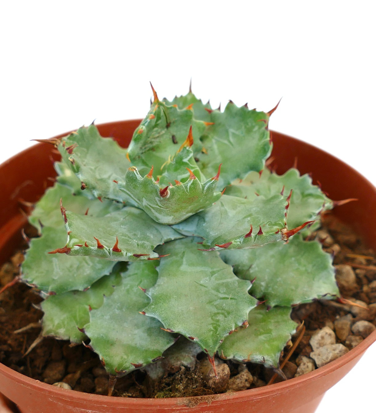 Agave potatorum cv BECKY succulent rosette with blue-green leaves and sharp reddish spines