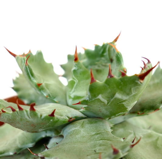 Agave potatorum cv BECKY succulent with thick wavy leaves and sharp reddish spines