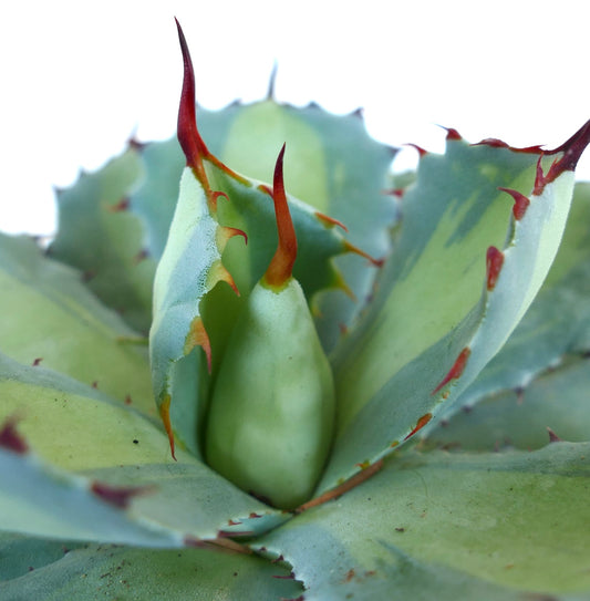 Agave potatorum cv BLUE PEARL succulent with blue-green leaves and prominent reddish spines