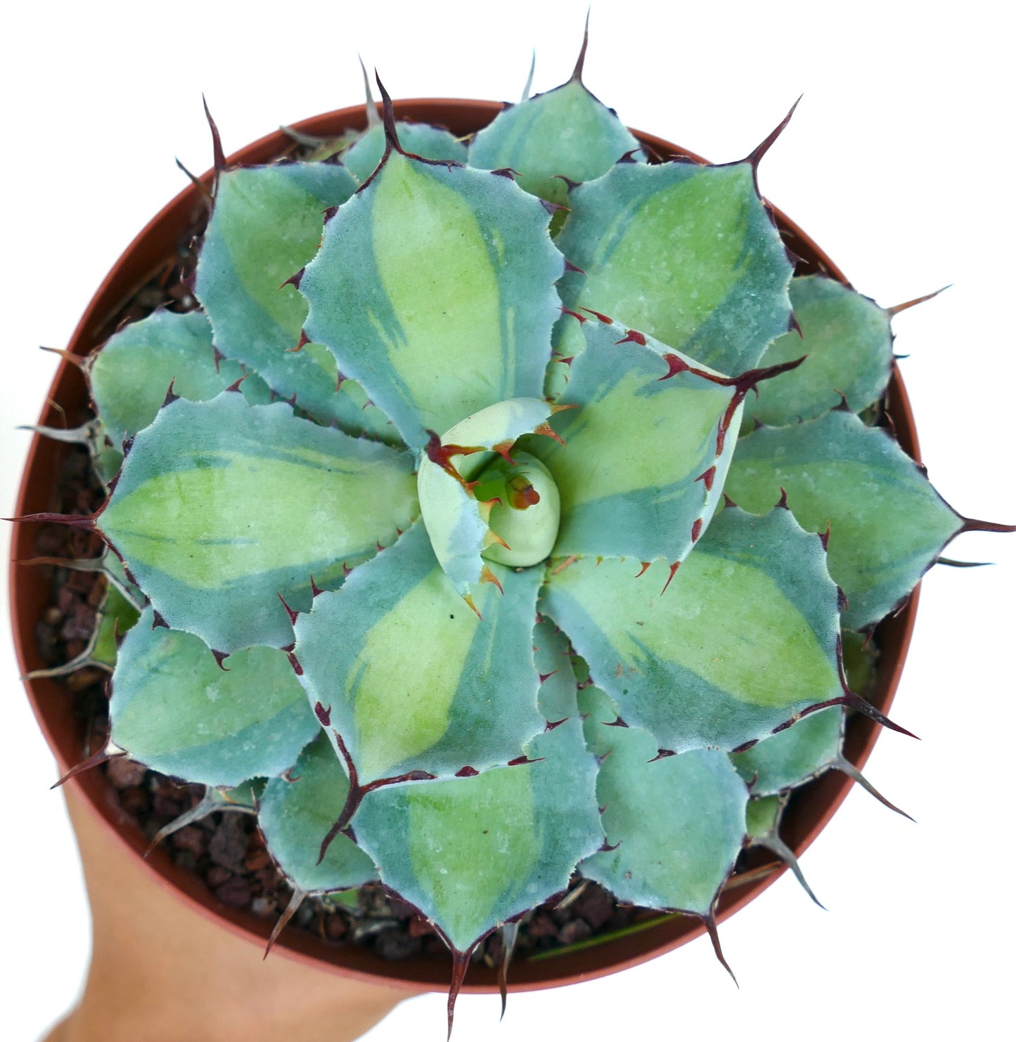 Agave potatorum cv BLUE PEARL variegated succulent with blue-green leaves and sharp brown spines