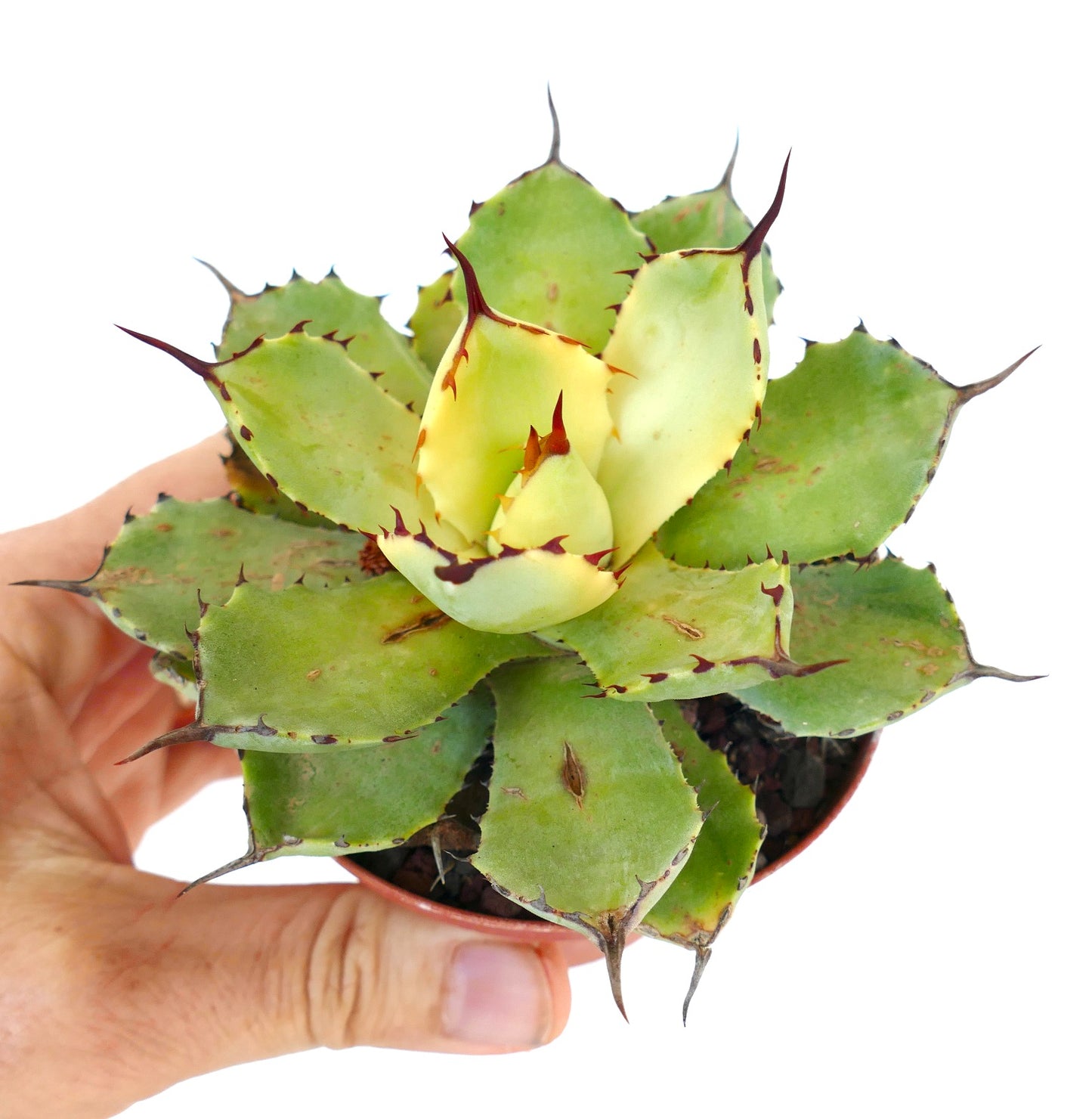 Agave potatorum cv Kissho Kan succulent with broad green and cream variegated leaves and sharp spines
