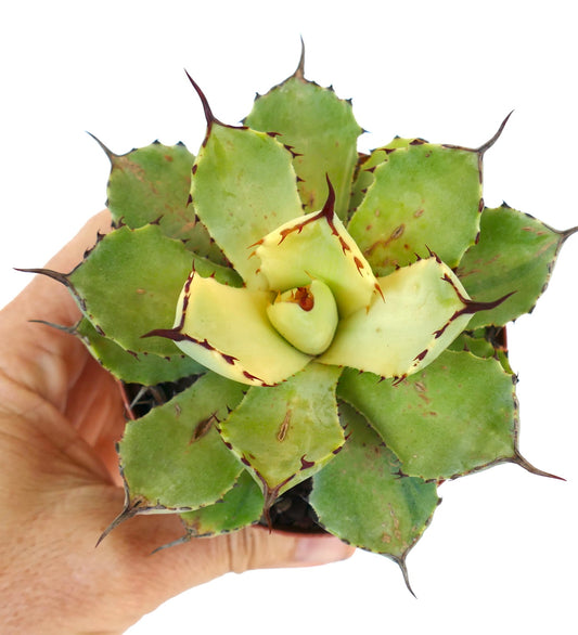 Agave potatorum cv Kissho Kan succulent with thick variegated leaves and sharp brown spines