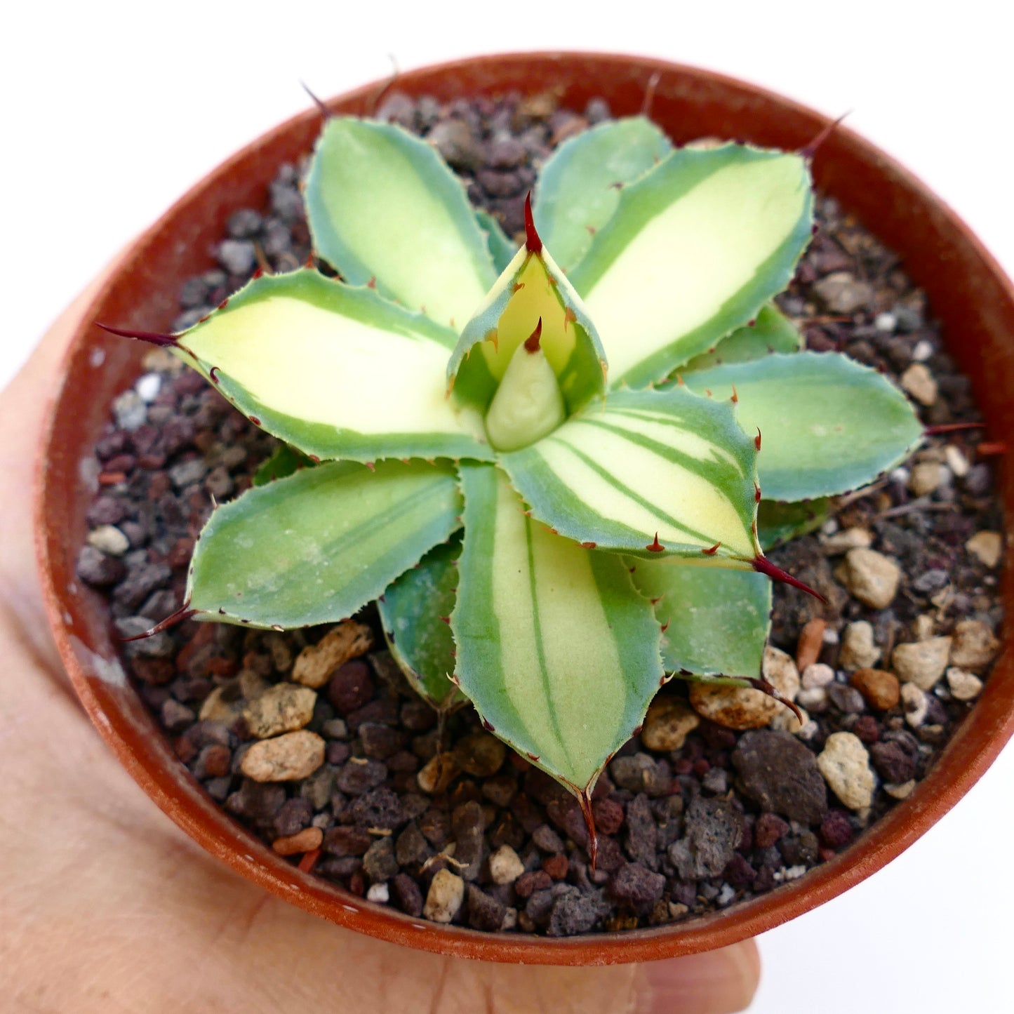 Agave potatorum MEDIOPICTA cv "DESERT DIAMOND" variegated succulent with cream and green leaves and red spines