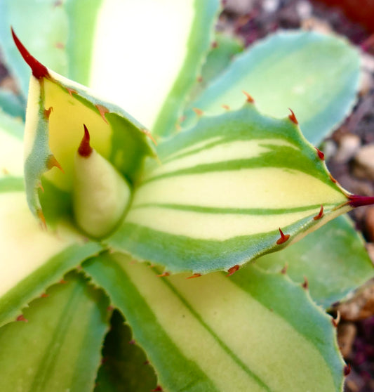 Agave potatorum cv "DESERT DIAMOND" succulent with variegated green and cream leaves and red spines