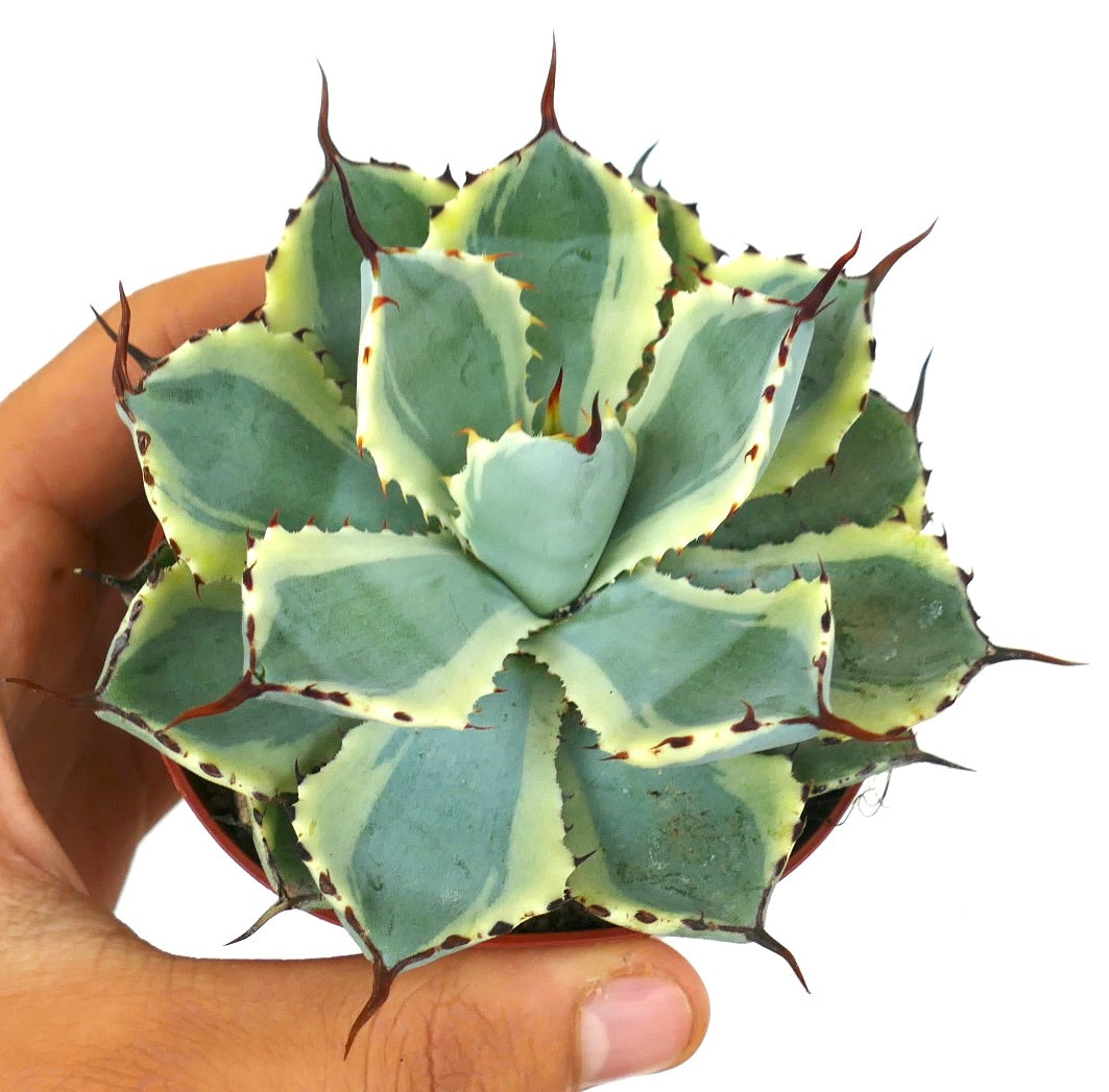 Agave potatorum cv "DESERT DIAMOND" x BECKY variegated succulent with sharp reddish spines and creamy leaf margins