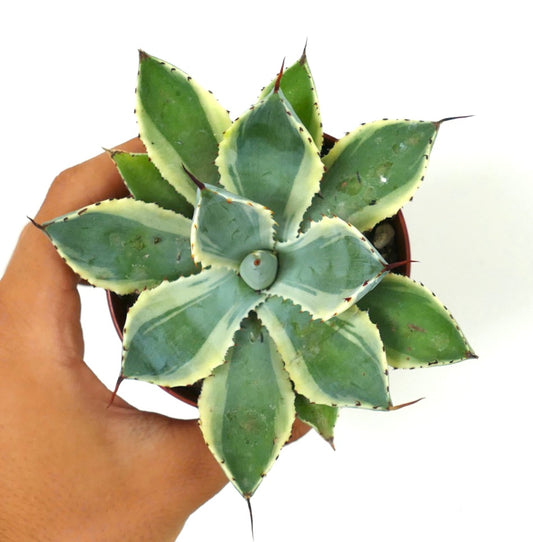 Agave potatorum cv Kissho Kan succulent with variegated green and cream leaves and sharp spines