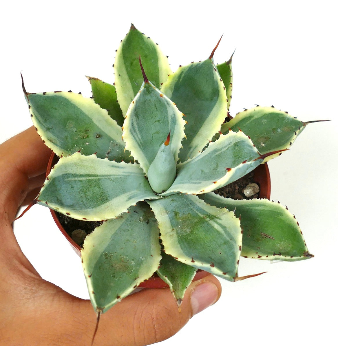 Agave potatorum cv Kissho Kan succulent with thick variegated leaves and sharp spines