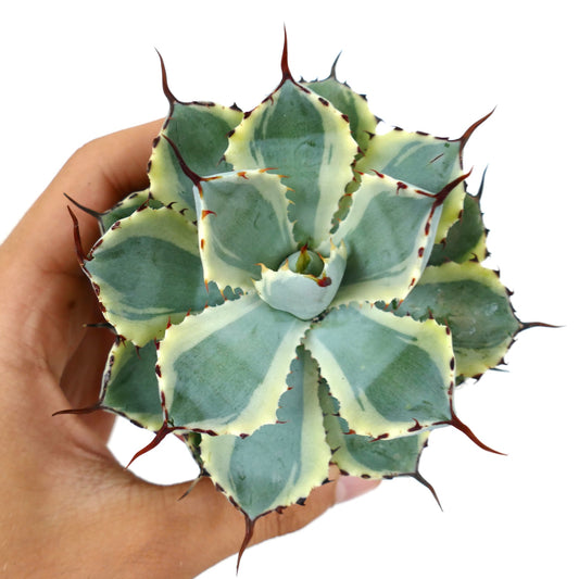 Agave potatorum cv "DESERT DIAMOND" x BECKY variegated succulent with sharp reddish spines and creamy edges