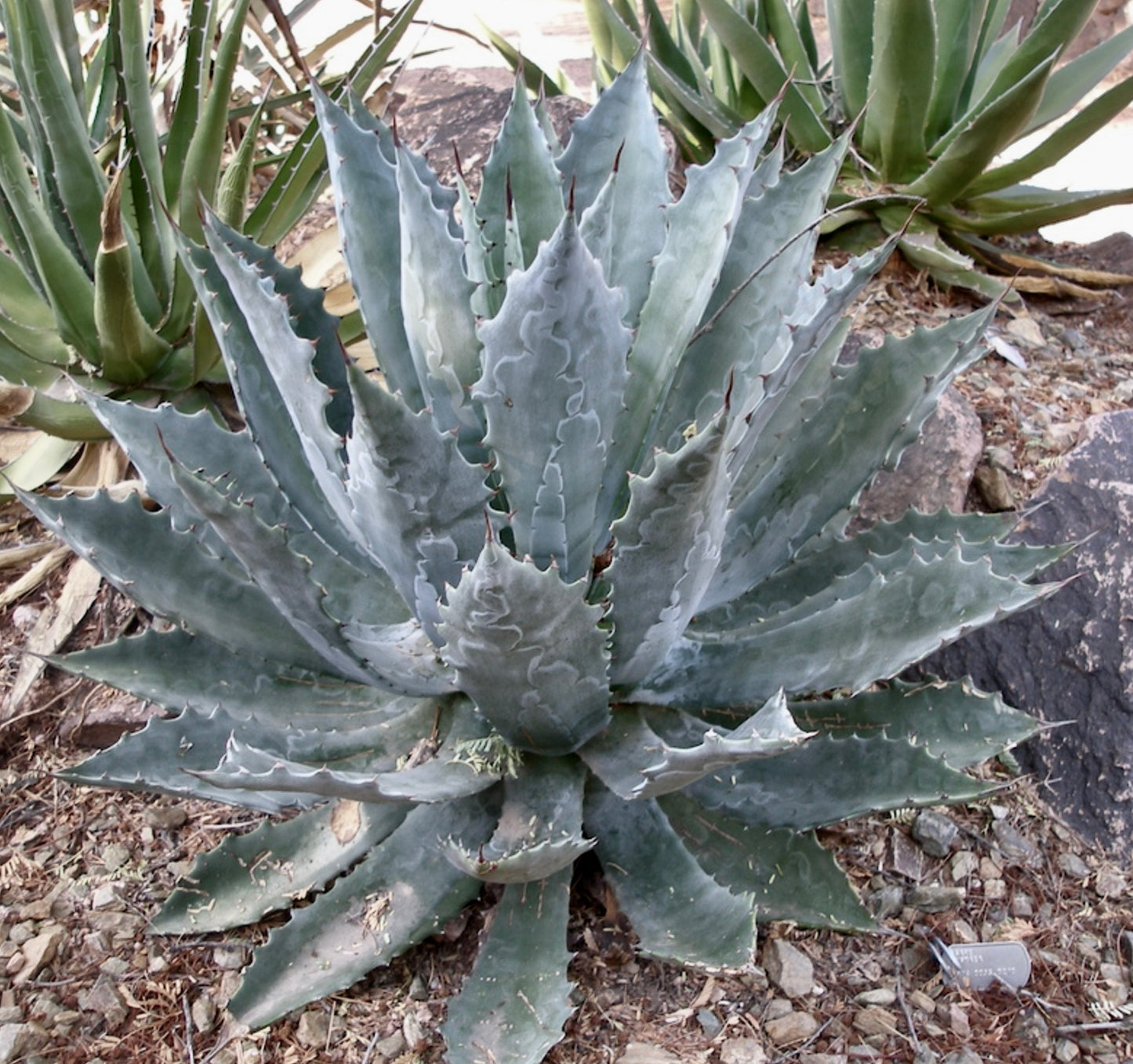 Agave pygmaea succulent with thick blue-gray leaves and sharp reddish spines outdoors