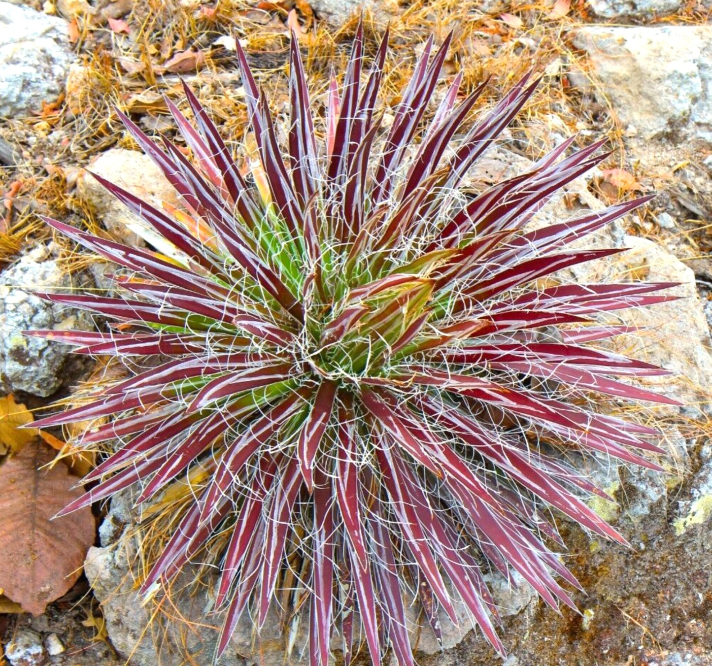 Agave schidigera succulent with narrow red leaves and white fibrous edges growing on rocky soil