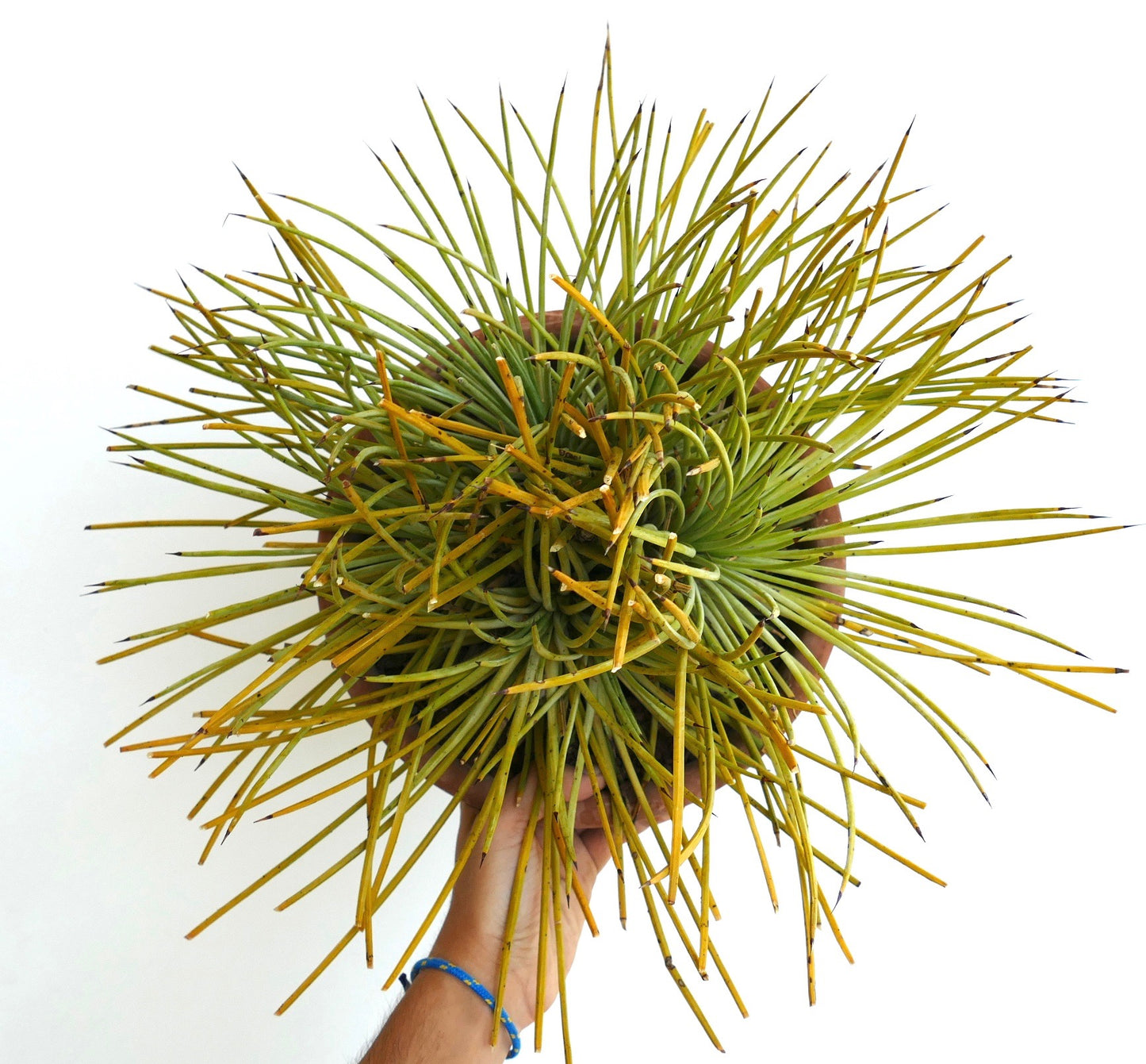 Agave stricta succulent with long thin green leaves and sharp dark tips in pot