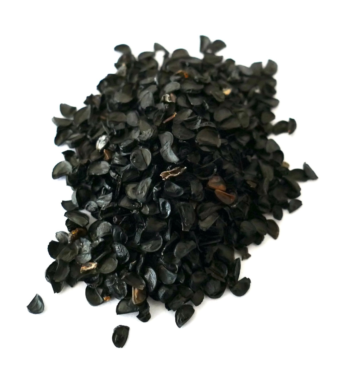 Agave stricta var echinus schwarze glänzende Samen zur Vermehrung von Sukkulentenpflanzen