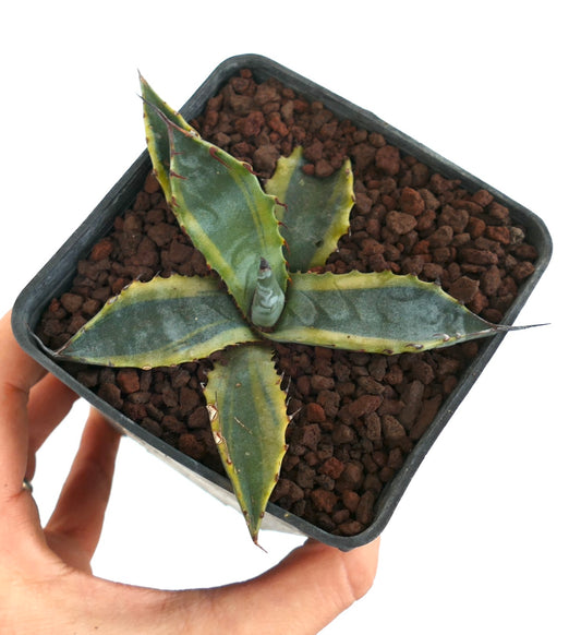 Agave subsimplex succulent with variegated green and yellow leaves and sharp spines in pot