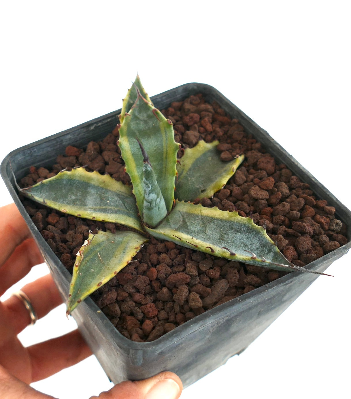 Agave subsimplex succulent with thick variegated leaves and sharp reddish spines in pot