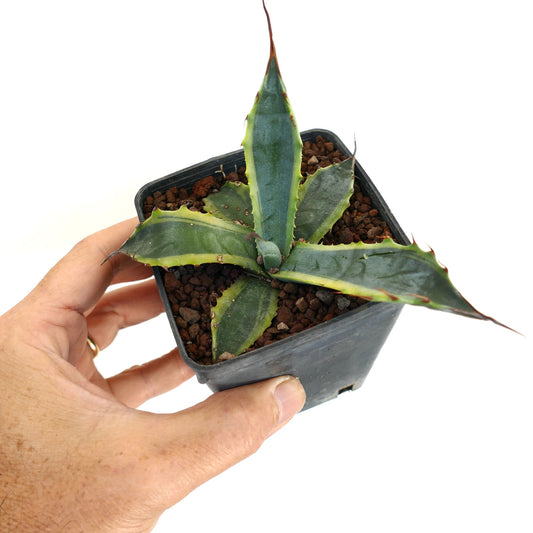 Agave subsimplex piccola succulent con foglie verdi spesse e spine rossastre in vaso