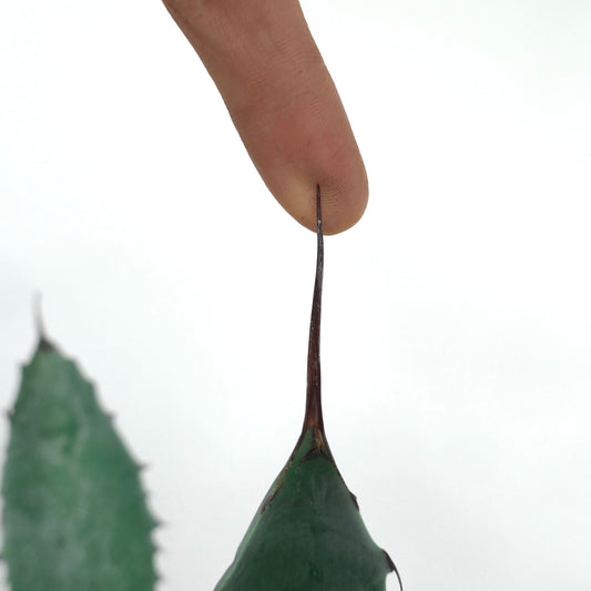 鋭い濃色の先端トゲと厚みのある緑色の葉を持つ、アガベ・テキリャナ × アガベ・エボリスピナの多肉植物