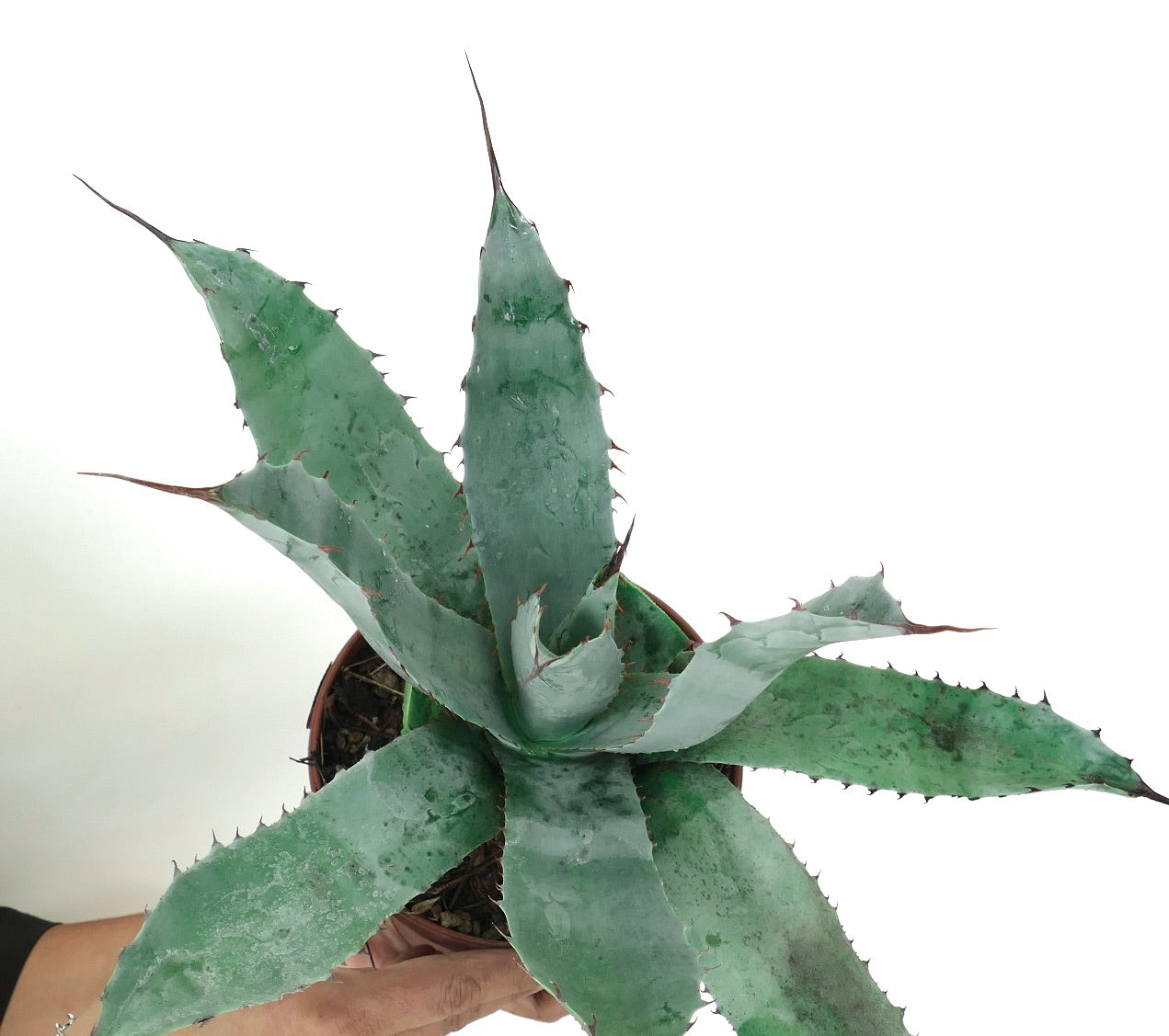 アガベ・テキーリアナ × アガベ・エボリスピナ 多肉植物で、広くて青緑色の葉と鋭い赤みがかった棘があります