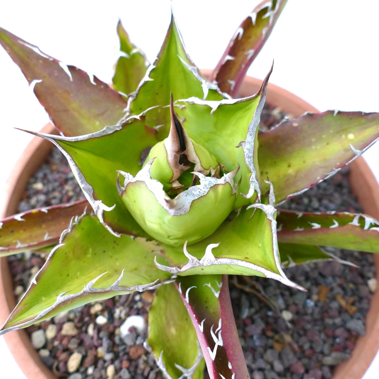 Agave titanoa succulent with red-green leaves and sharp white spines in terracotta pot