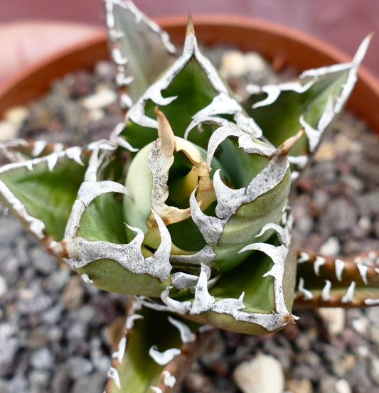 Agave titanota compact clone succulent with thick green leaves and prominent white margins and spines
