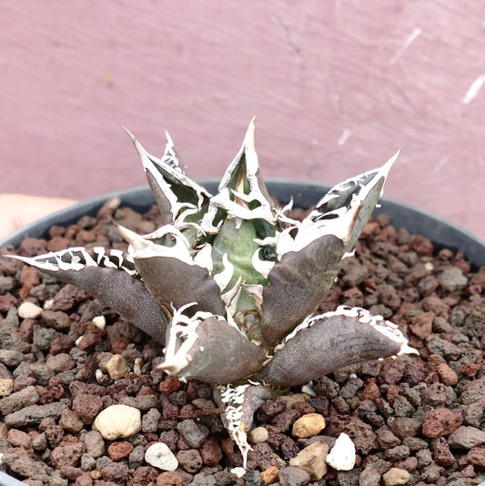 Agave titanota cv TIGER JUNGLE suculenta con hojas oscuras y bordes espinosos blancos en suelo rocoso