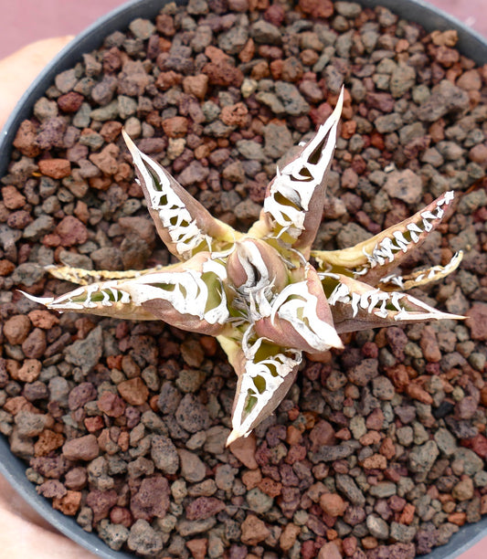 Agave titanota cv TIGER JUNGLE suculenta rara con patrones blancos variegados y hojas puntiagudas en maceta
