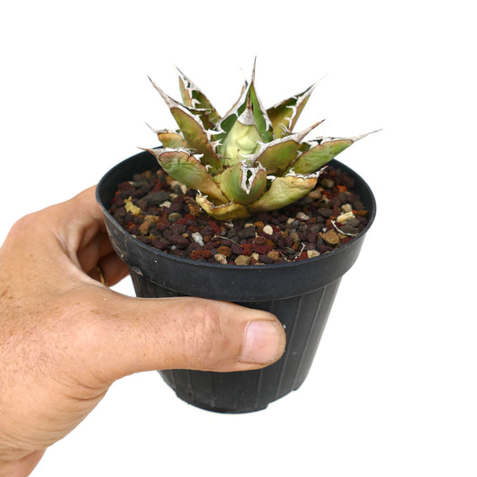 Agave titanota cv SALINA small succulent with thick leaves and prominent white spines