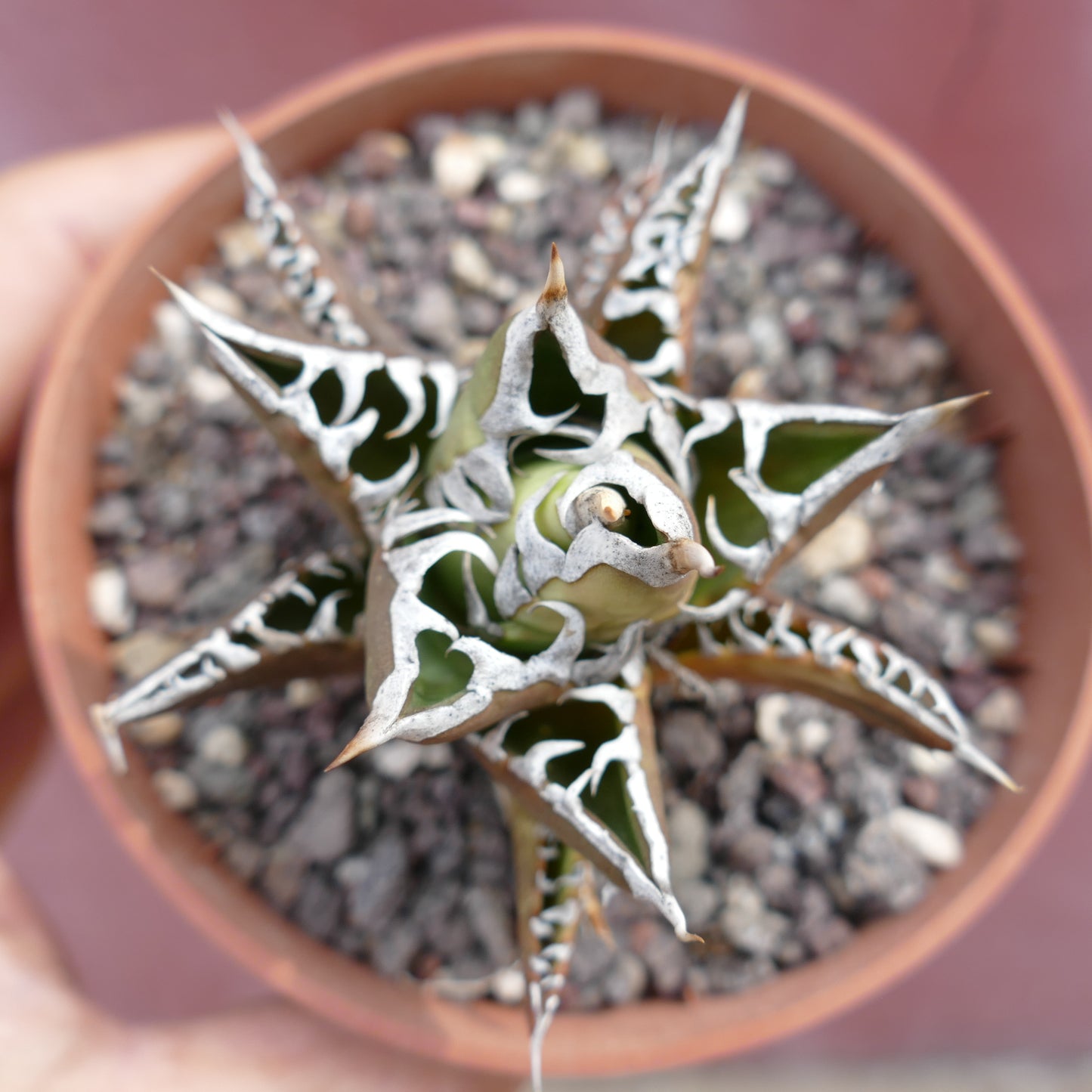 Agave titanota succulent with thick green leaves and white jagged margins in terracotta pot