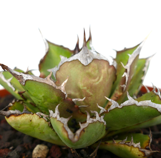 Agave titanota cv SHARK SHOUI compact succulent with thick green leaves and prominent white spines
