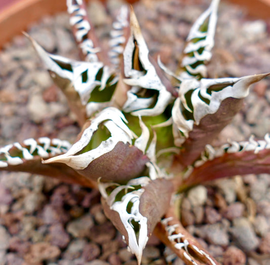 Agave titanota cv RED CAT x TIGER JUNGLE succulent with thick spiny leaves and white variegated edges
