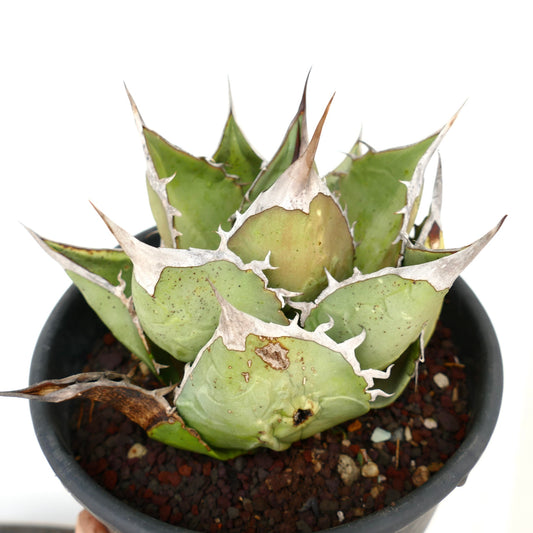 Agave oteroi succulent with thick pale green leaves and prominent white spines in black pot