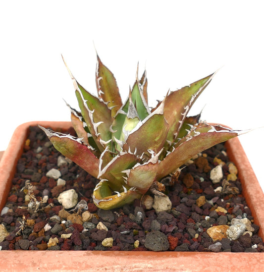 Agave titanota cv TIGER SHARK suculenta con hojas gruesas espinosas y bordes blancos en maceta de terracota