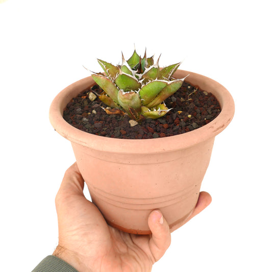 Agave titanota cv SHARK SHOUI compact succulent with thick green leaves and white spines in terracotta pot