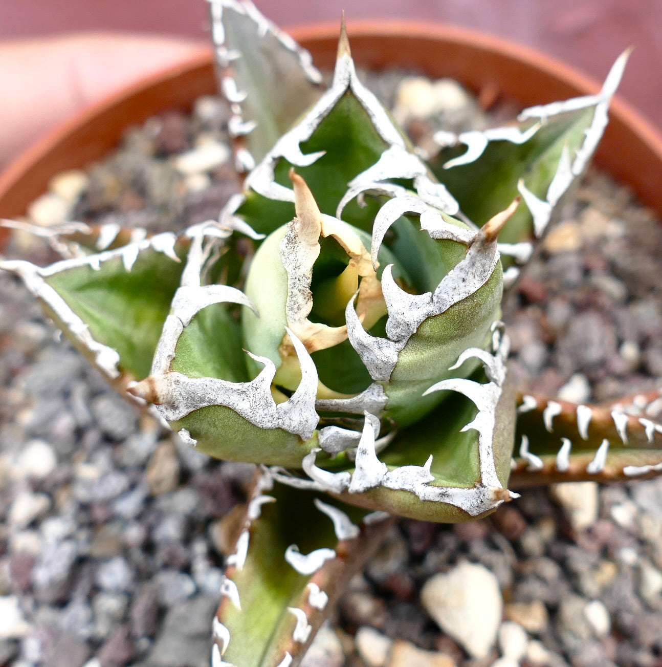 Agave titanota compact clone succulent with thick green leaves and white spiny edges in pot