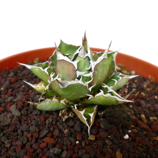 Agave titanota succulent with thick green leaves and prominent white spines in pot